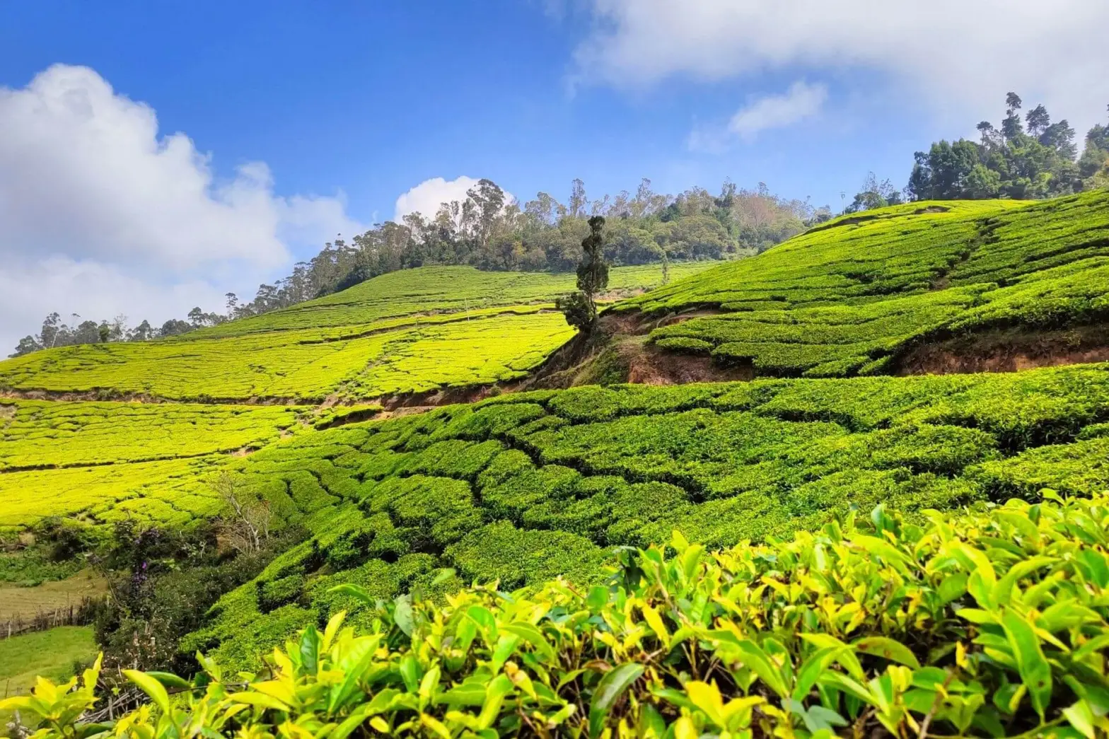 Coonoor